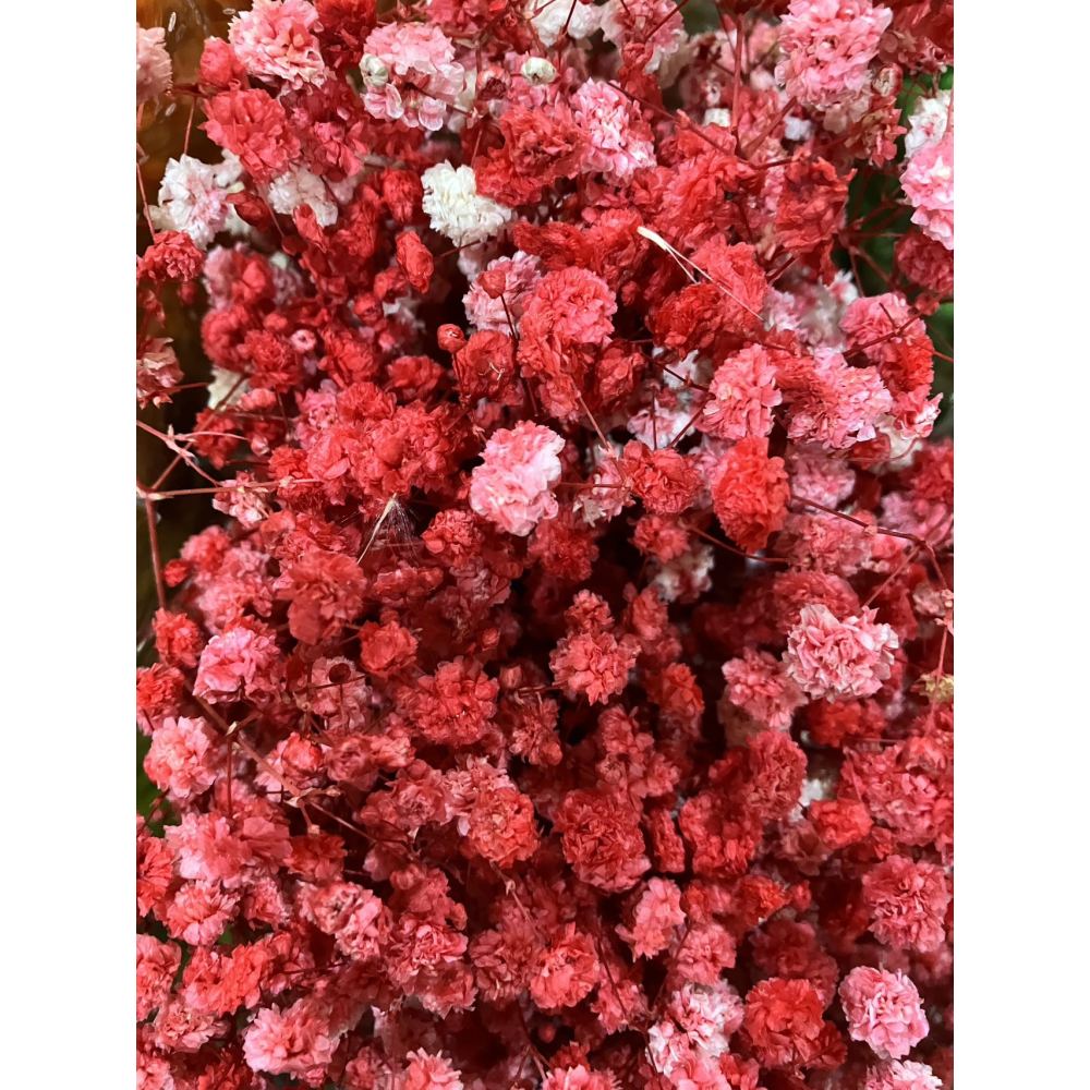 Red Baby Breath | 60 Grams Dried Flower Wholesale 